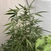 420 Fast Buds Z-Up Auto