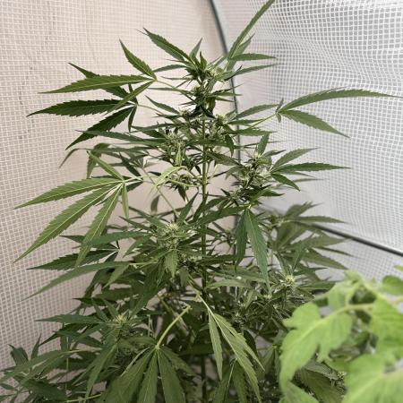 420 Fast Buds Z-Up Auto