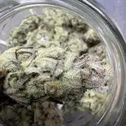 420 FastBuds Seedtest