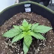 FastBuds Seedtest💪🏽