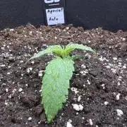 FastBuds Seedtest💪🏽