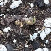 420 Fast Buds Seedtest