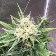 FastBuds Seedtest😁