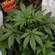 FastBuds MSRA&BSCA
