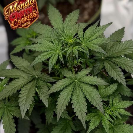 FastBuds MSRA&BSCA