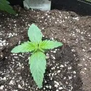 420 Guava Sandea+ Banana Cherry Cookies