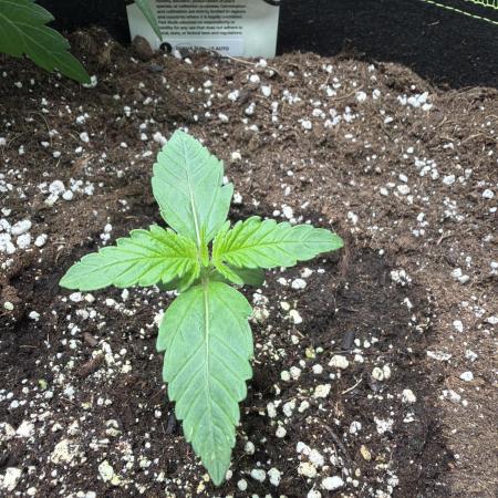 420 Guava Sandea+ Banana Cherry Cookies