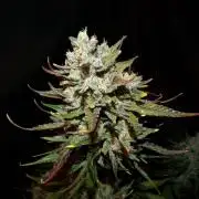 FastBuds Seedtest Apricot💪🏽