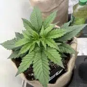 420 Fast Buds Seedtest