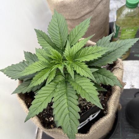 420 Fast Buds Seedtest