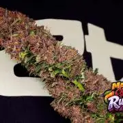 FastBuds MSRA&BSCA