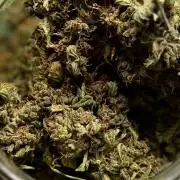 420 Guava Sandea+ Banana Cherry Cookies