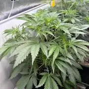 42FastBuds MendoGuavaAuto