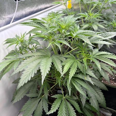 42FastBuds MendoGuavaAuto