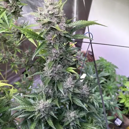 Papaya Cookies Auto