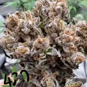 FastBuds Seedtest😁