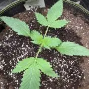 420 Guava Sandea+ Banana Cherry Cookies