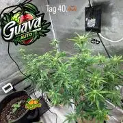 420 Fast Buds Seedtest