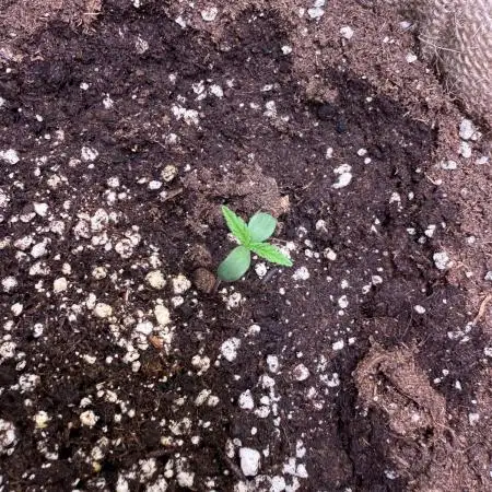 420 FastBuds Seedtest