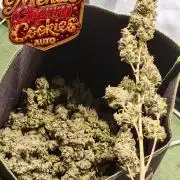 FastBuds MSRA&BSCA