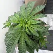FastBuds42 Seedtest