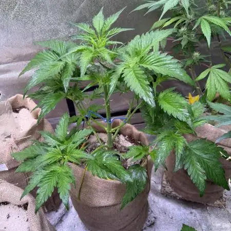 420 FastBuds Seedtest