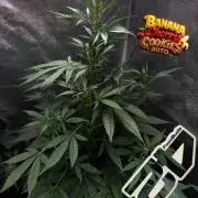 420 Guava Sandea+ Banana Cherry Cookies