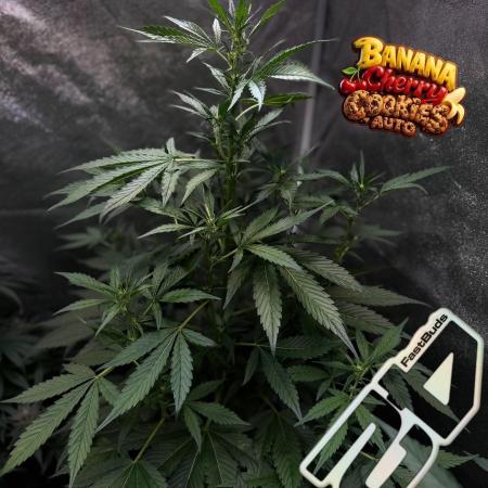 420 Guava Sandea+ Banana Cherry Cookies