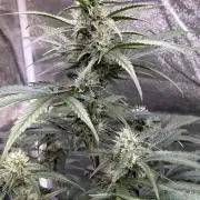 42FastBuds MendoGuavaAuto