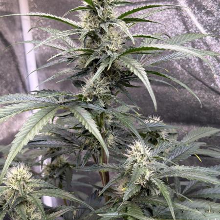 42FastBuds MendoGuavaAuto