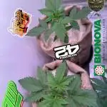 FastBuds Seedtest😁