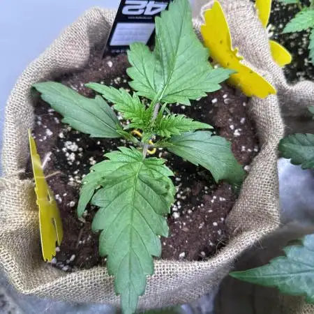 420 FastBuds Seedtest