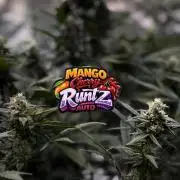 FastBuds MSRA&BSCA
