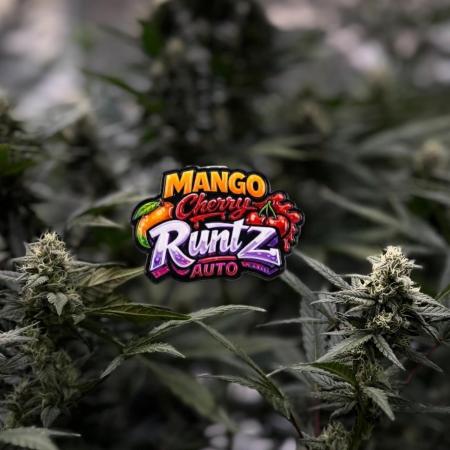 FastBuds MSRA&BSCA