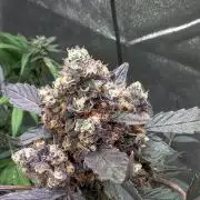 420 Guava Sandea+ Banana Cherry Cookies