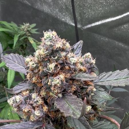420 Guava Sandea+ Banana Cherry Cookies