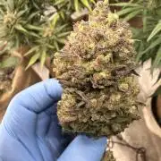 420 FastBuds Seedtest