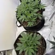 FastBuds CherryColaRF3/GuavaRuntzAuto