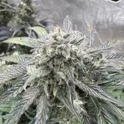 FastBuds42 Seedtest