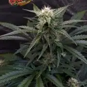 42FastBuds MendoGuavaAuto