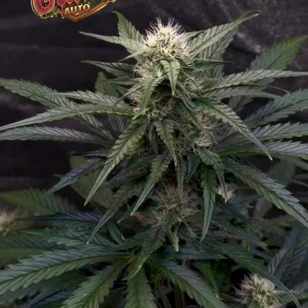 42FastBuds MendoGuavaAuto