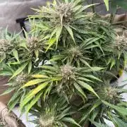 420 FastBuds Seedtest