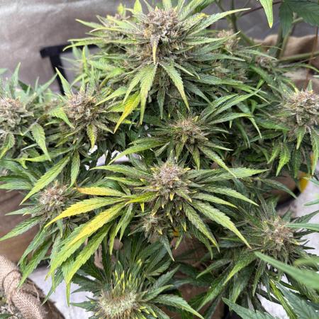 420 FastBuds Seedtest