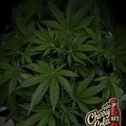 FastBuds CherryColaRF3/GuavaRuntzAuto