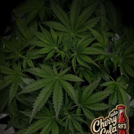 FastBuds CherryColaRF3/GuavaRuntzAuto