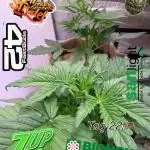 FastBuds Seedtest😁