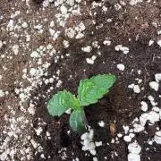 FastBuds CherryColaRF3/GuavaRuntzAuto
