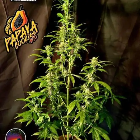 Papaya Cookies Auto
