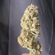 42FastBuds MendoGuavaAuto
