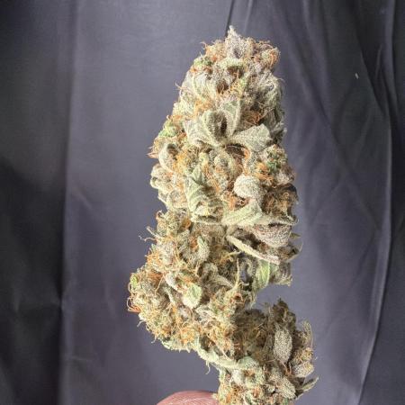 42FastBuds MendoGuavaAuto